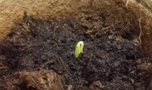 ทำไมแตงกวาไม่งอกในเรือนกระจกและพื้นที่โล่ง และต้องทำอย่างไร