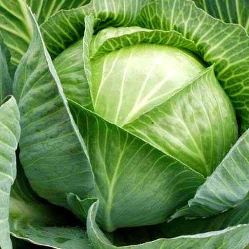 ฤดูหนาวคาร์คิฟ