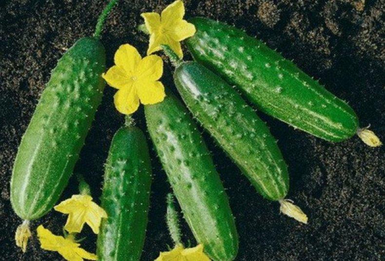 แตงกวาสด