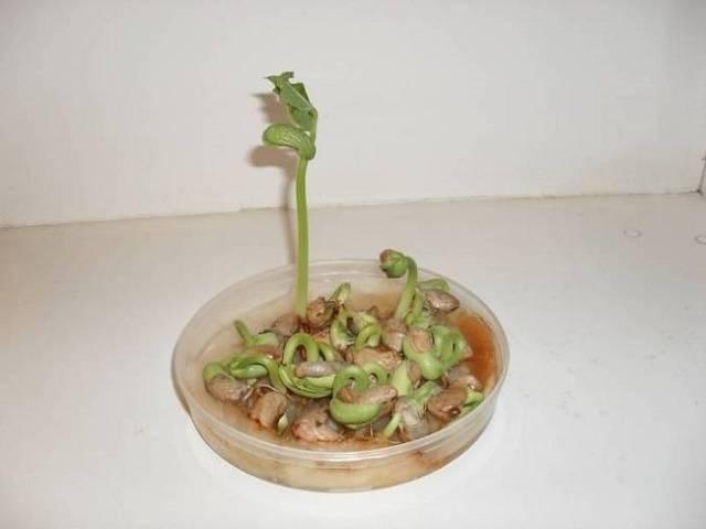 เมล็ดแตงกวาที่งอกแล้ว