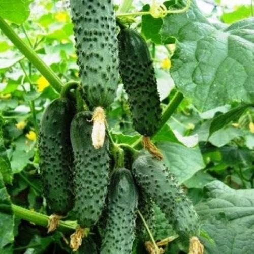 แตงกวาเลนารา F1