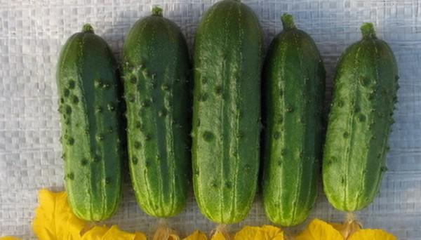 มินิสำหรับเด็ก