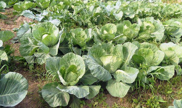 สวนกะหล่ำปลี