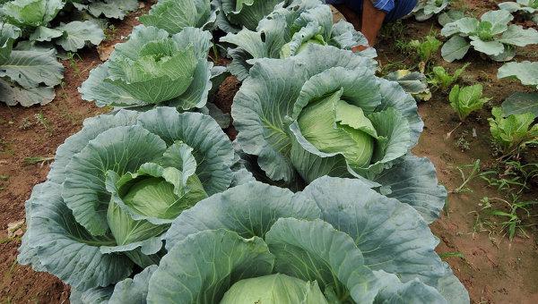 วาเลอเรียนสำหรับกะหล่ำปลีป้องกันศัตรูพืช