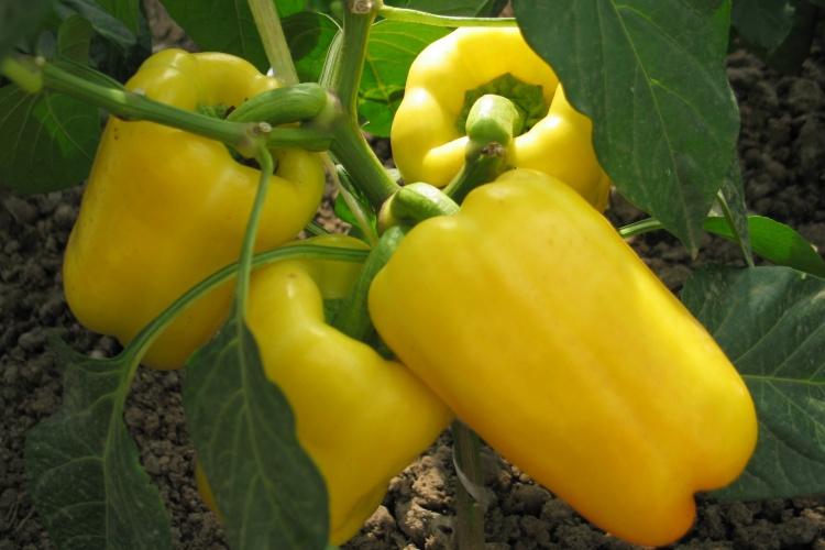 พริกสุก