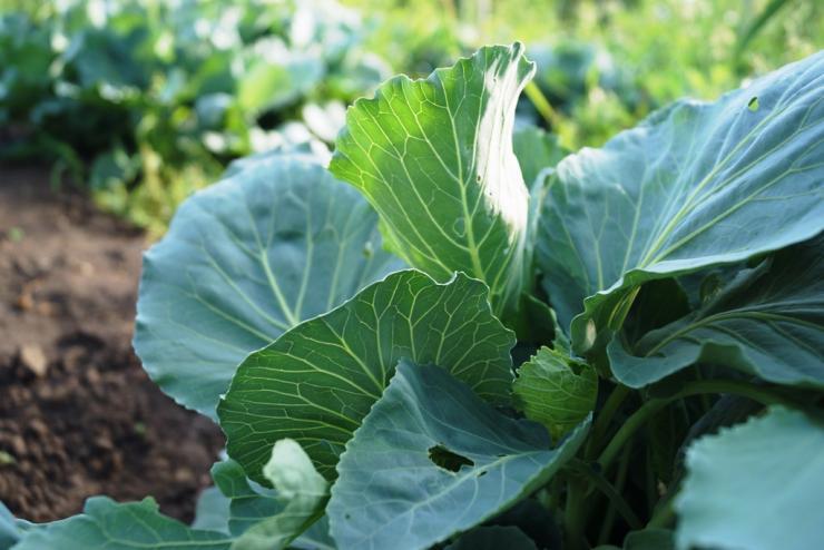 กะหล่ำปลีต้นอ่อน