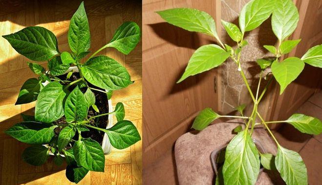 ต้นกล้าพริก