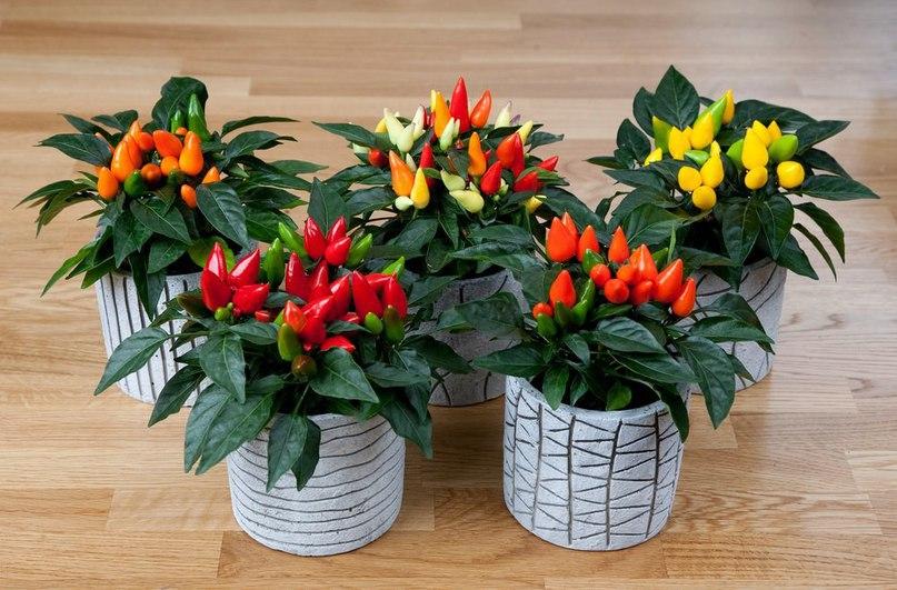 พริกเผา