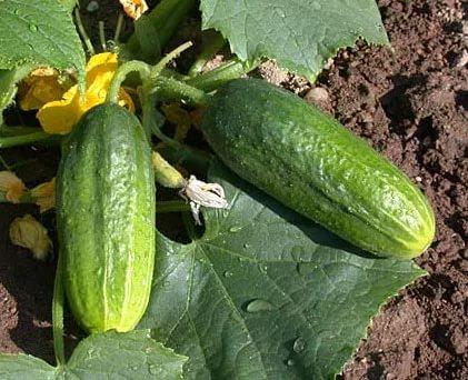 แตงกวาโอเทลโล