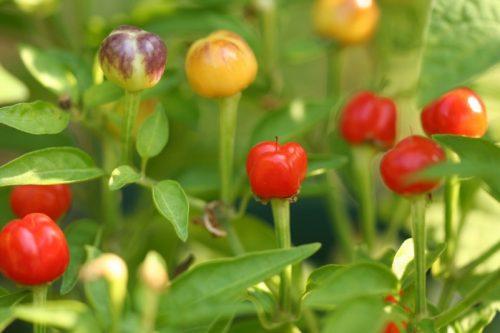 พริกประดับ