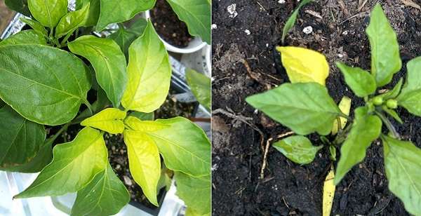 ใบพริกเริ่มเปลี่ยนเป็นสีเหลือง
