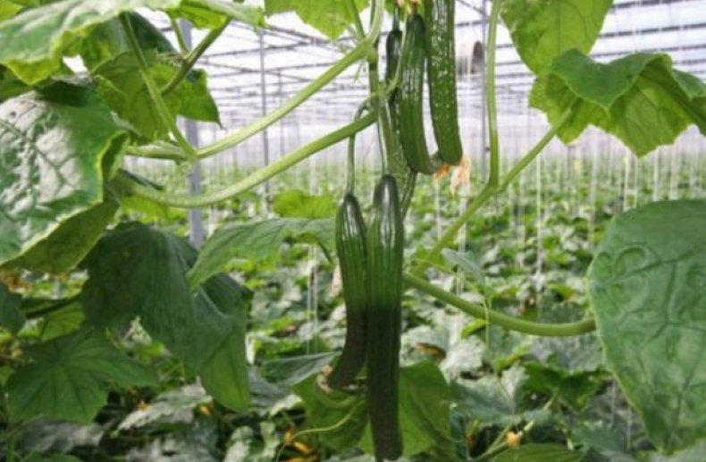 แตงกวาสด