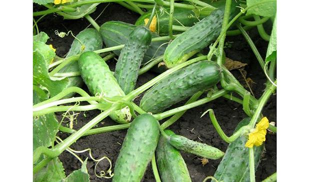 แตงกวาสด