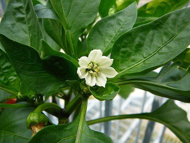 ต้นกล้าพริก