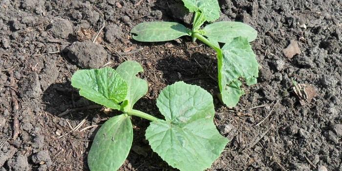 การให้น้ำแตงกวาแบบหยด