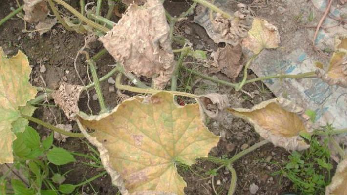 ใบไม้กำลังแห้งเหี่ยว