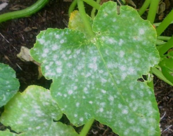 โรคราแป้ง