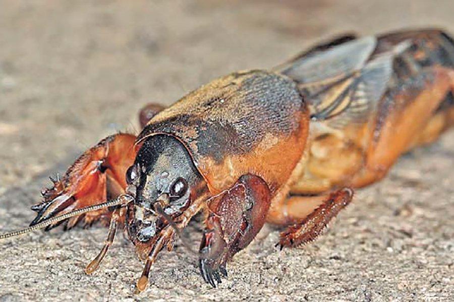 จิ้งหรีดโมลบนพริกไทย