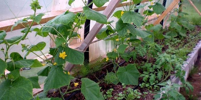 แตงกวาสด