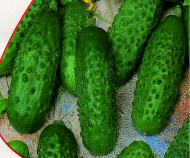 แตงกวาแองเจลิน่า F1