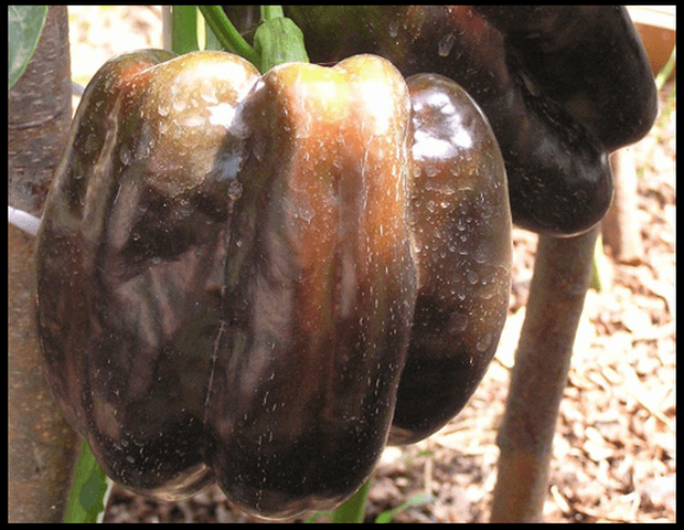 พริกบากีร่า