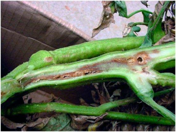 โรคพริก