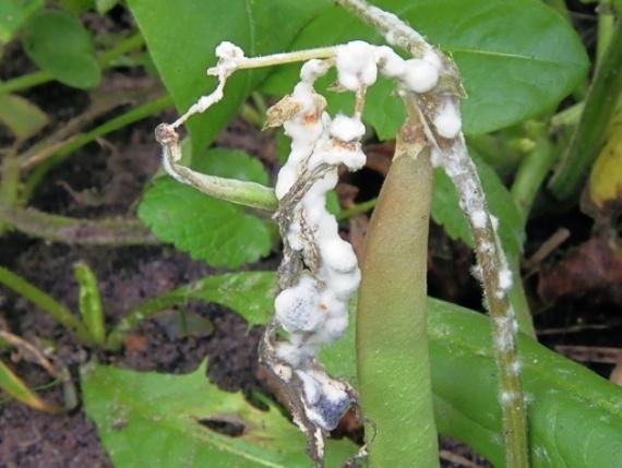 โรคเน่าขาว