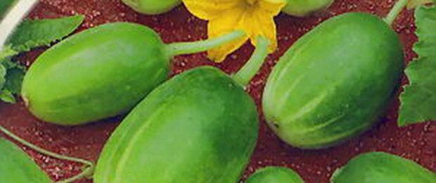 ชูปา ชัปส์