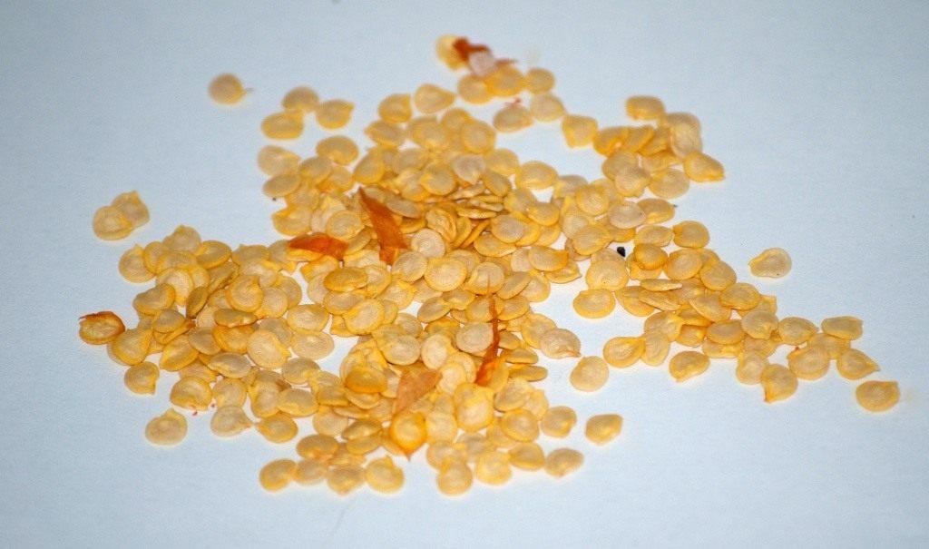 เมล็ดพริก