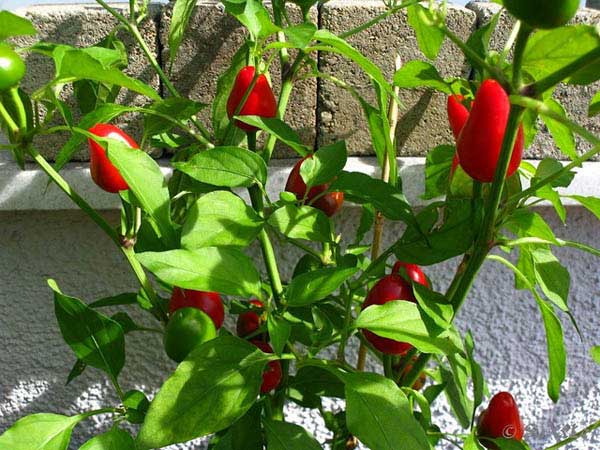 พริกประดับ