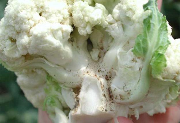 โรคกะหล่ำปลี