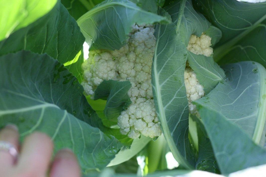 โมเสกกะหล่ำปลี