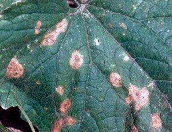 โรคแอนแทรคโนสของแตงกวา