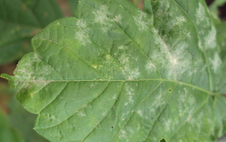 maladie du concombre