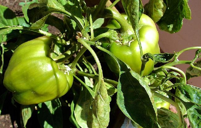 โรคพริก