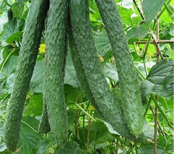 ลำธารมรกต