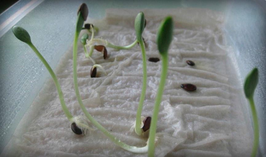 เมล็ดที่งอกแล้ว