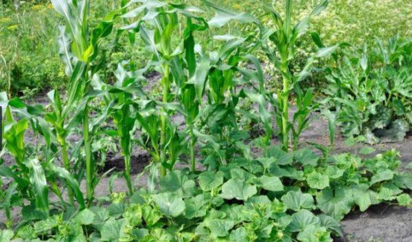 แตงกวาและข้าวโพด