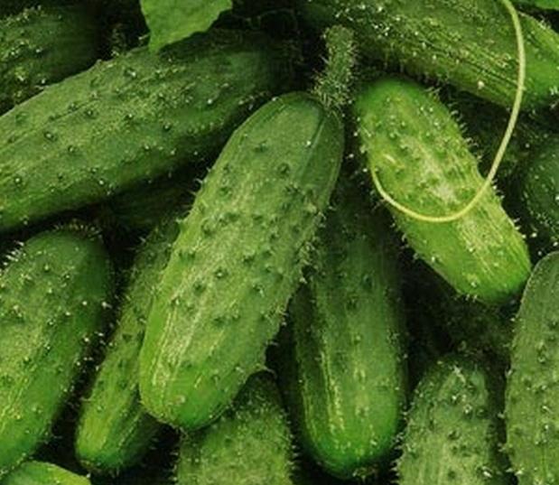 แตงกวาโครฮา F1