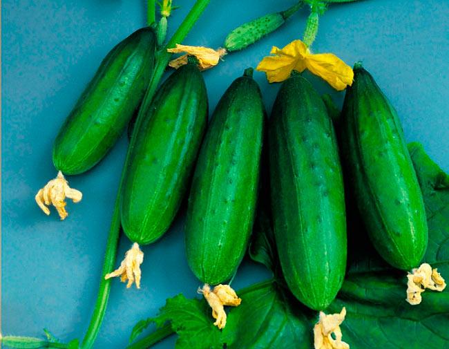 แตงกวามาไซ F1