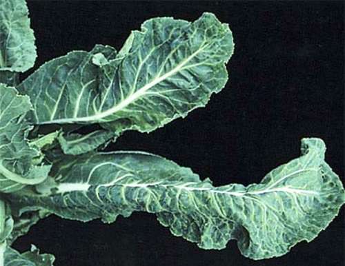 โรคกะหล่ำปลี