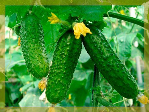 แตงกวามาชา