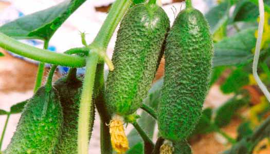 แตงกวาวิโกร่า F1