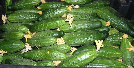 แตงกวาดอง