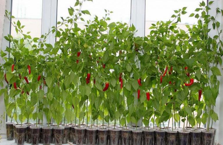 พริกประดับ