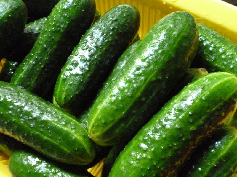 แตงกวาแลงคาสเตอร์ F1