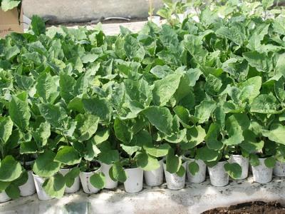 กะหล่ำปลีซาวอย