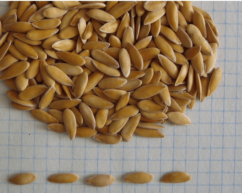 เมล็ดพันธุ์สำหรับปลูก