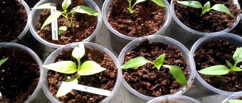 ต้นกล้าพริก