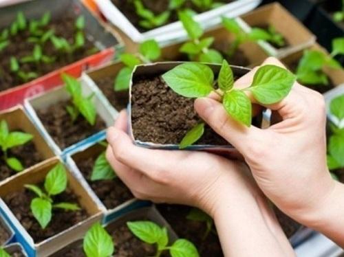 ต้นกล้าพริก